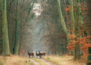 Compiegne Forest